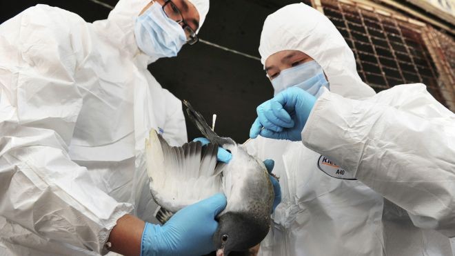 China detects new case of H7N9 - ảnh 1